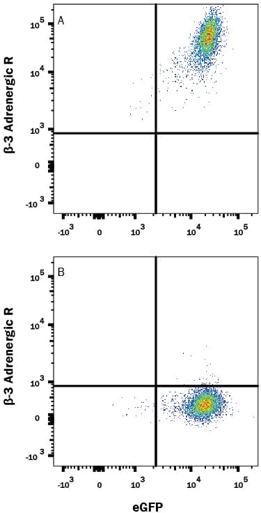 hADRB3 MAb (Cl 49332 (25 UG)