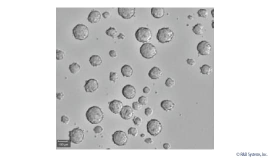 StemXVivo Tumorspher (100 mL)