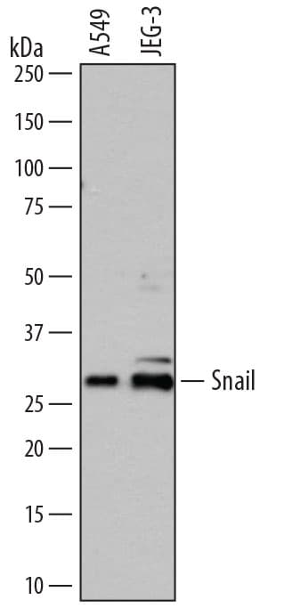 hSnail Aff Pur PAb (25 ug)