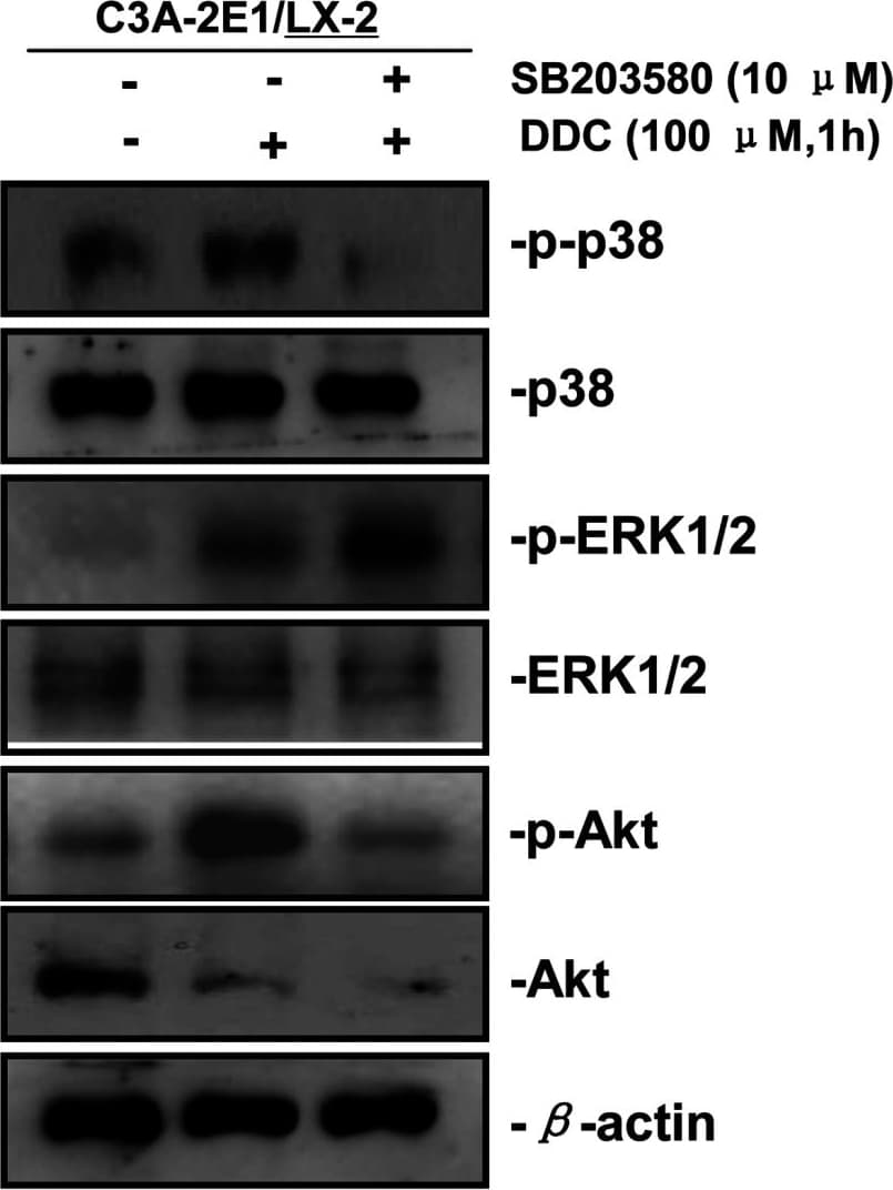 Human/Mouse/Rat Akt Pan Specific Antibody