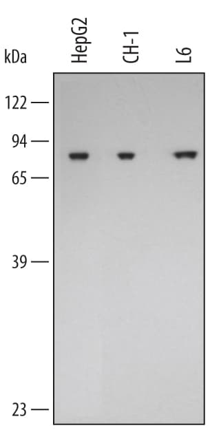 dxgIgG HRP Aff Pur 2 (1 mL)