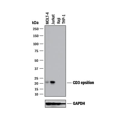 hCD3 MAb (Cl UCHT1) (25 ug)