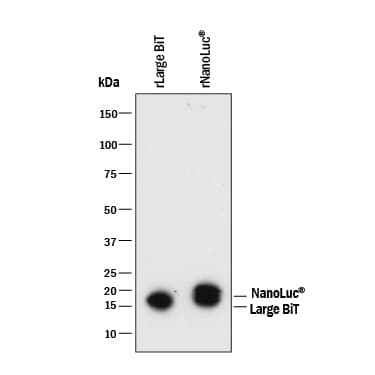 Luciferase MAb (Clon (25 UG)