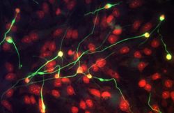 b-III Tubulin MAb (C (100 ug)
