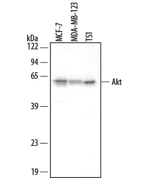 Human/Mouse/Rat Akt Pan Specific Antibody