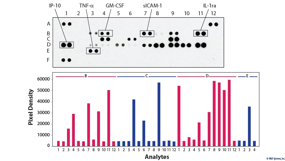 mCytokine Array Kit, (1 Kit)