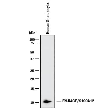 Human EN-RAGE MAb (Clone 161205) (25 ug)
