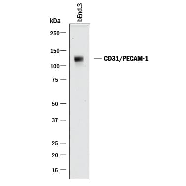 m/rCD31/PECAM-1 Aff (25 ug)