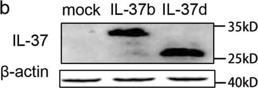 hIL-37/IL-1F7 MAb (C (25 ug)