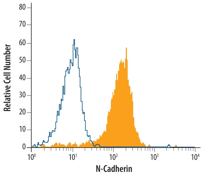 hN-Cadherin MAb (Cl (25 ug)