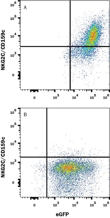 mNKG2C MAb (Cl 2098A (25 UG)