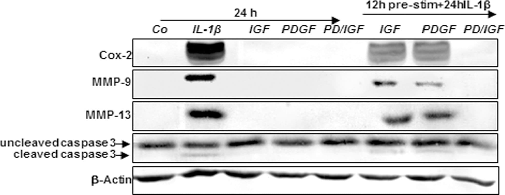 hMMP-9 MAb (Cl 4H3) (200 ug)