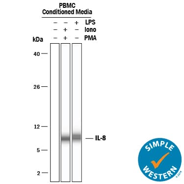 hIL-8 MAb (25 ug)