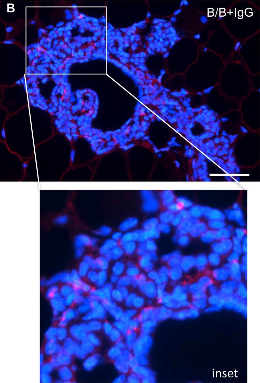Normal Goat IgG Cont (1 mg)