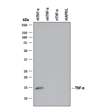 hTNF-a MAb (Cl 28401 (25 ug)