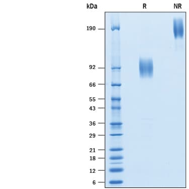rhB7-2/CD86 Fc Av Bi (50 UG)