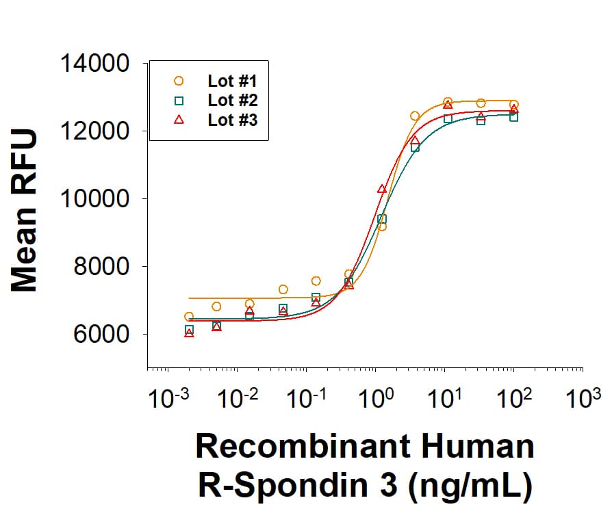 rhR-Spondin 3, CF (25 ug)