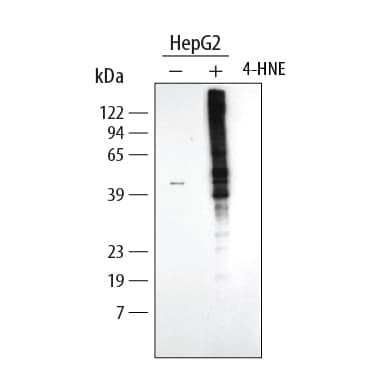 HNE MAb (Cl 198960) (25 ug)