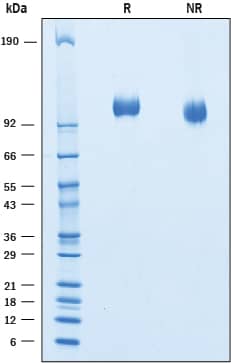 Recombinant Cynomolgus Monkey Siglec-2/CD22 Protein, CF (50 UG)