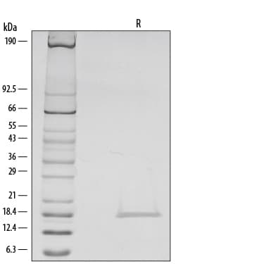 rhIL-1b, CF (1 MG)