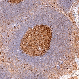 Human B7-2/CD86 Affinity Purified Polyclonal Ab (25 ug)
