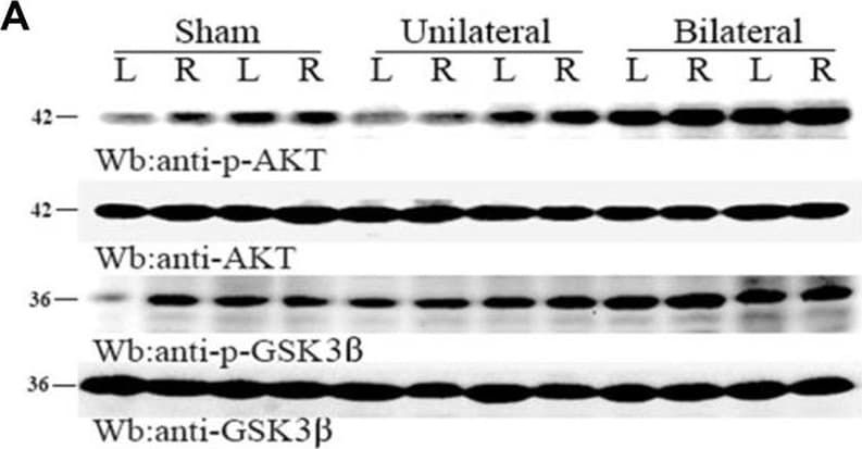 h/m/rGSK-3b MAb (Cl (25 ug)