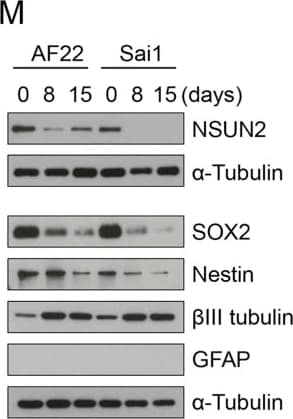 b-III Tubulin MAb (C (100 ug)