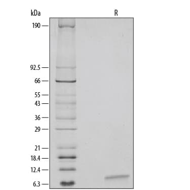 rhEGF, CF (1 mg)