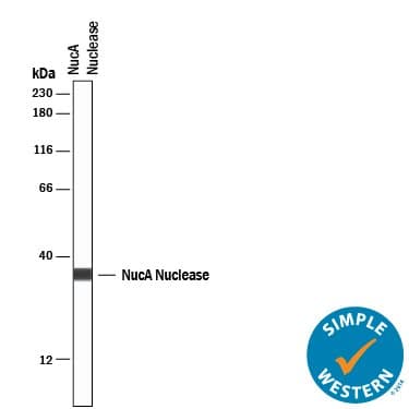 NucA MAb (Cl 1028905 (25 ug)
