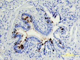 hUteroglobin MAb (Cl (25 ug)