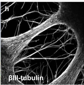 b-III Tubulin MAb (C (100 ug)
