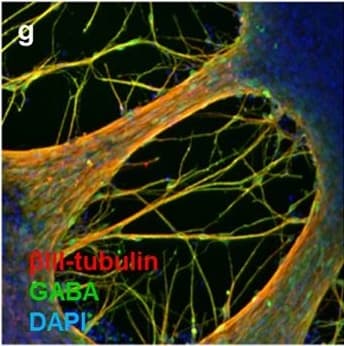 b-III Tubulin MAb (C (100 ug)