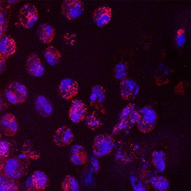 h/prIL-6 MAb (Cl 670 (25 ug)