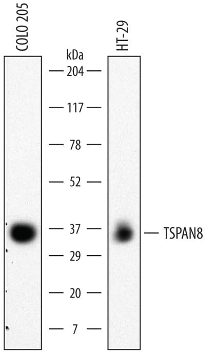 hTSPAN8 MAb (Cl 4588 (25 ug)