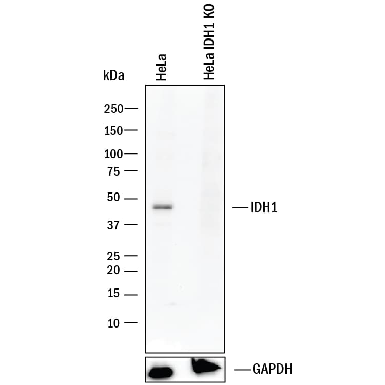 hIDH1 MAb (Cl 843219 (100 ug)