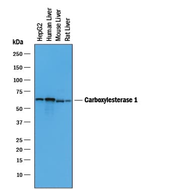 cxgIgG HRP Aff Pur 2 (1 mL)
