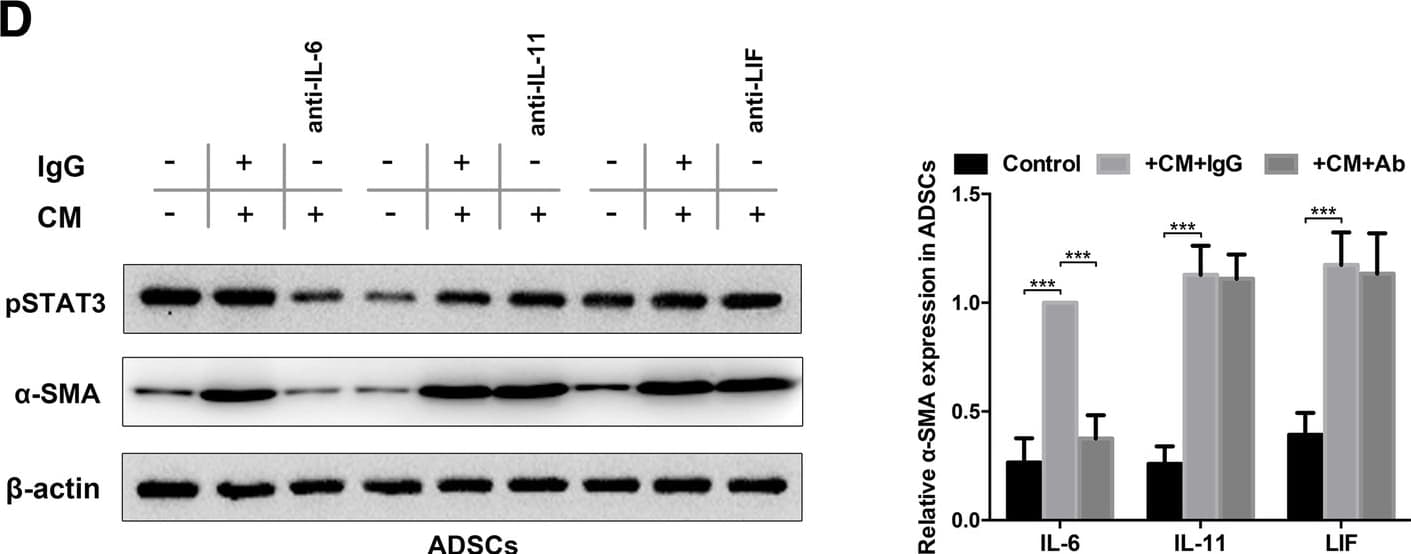 h/prIL-6 MAb (Cl 670 (25 ug)