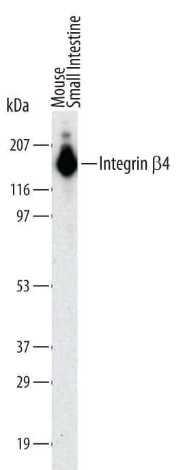 mIntegrin b4 MAb (Cl (25 ug)