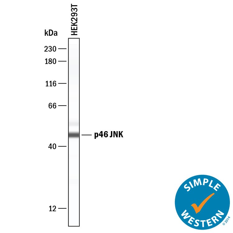 h/m/rJNK Pan MAb (Cl (25 ug)