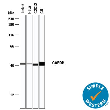 Human/Mouse/Rat GAPDH Antibody