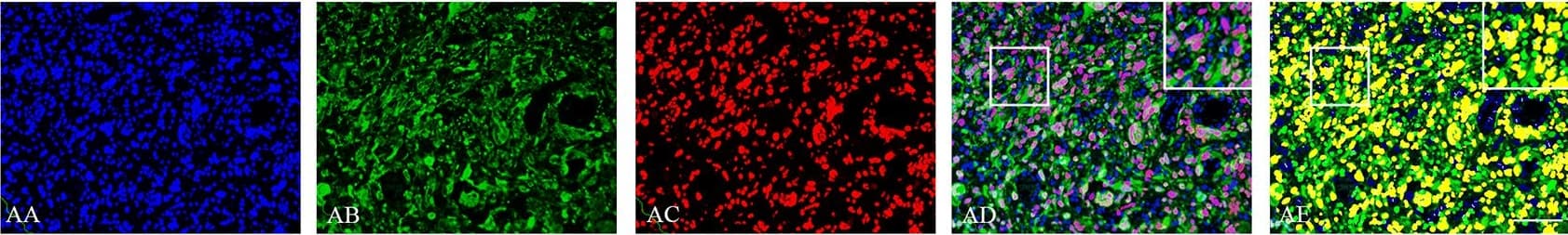 h/m/rSOX2 MAb (Cl 24 (25 ug)