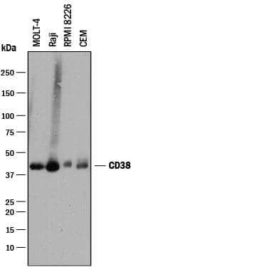 hCD38 MAb (Cl 240726 (25 ug)