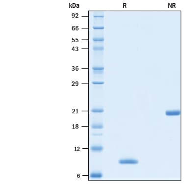 Recombinant Human BMP-4 Animal-Free Protein