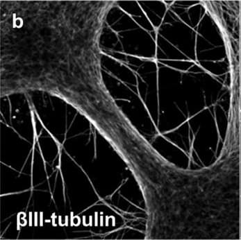 b-III Tubulin MAb (C (100 ug)