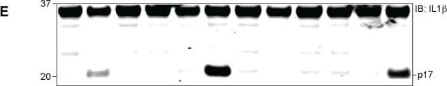 mIL-1b Aff Pur PAb (25 ug)