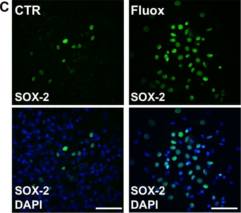 h/m/rSOX2 MAb (Cl 24 (25 ug)