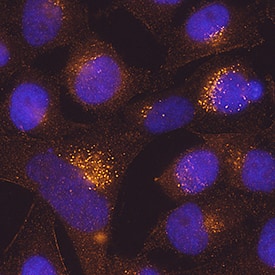 hTMEM59 MAb (Cl 8160 (25 ug)