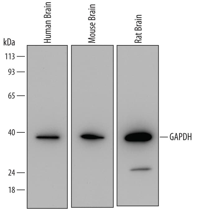 Human/Mouse/Rat GAPDH Antibody