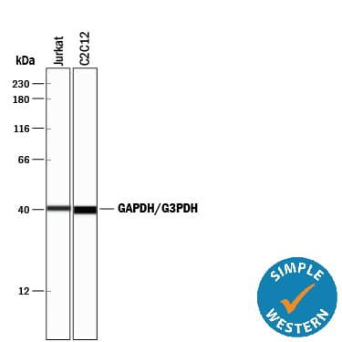 Human/Mouse/Rat GAPDH Antibody