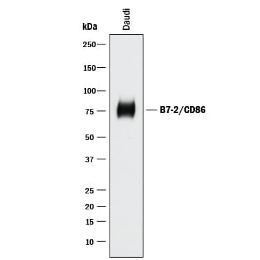 Human B7-2/CD86 Affinity Purified Polyclonal Ab (25 ug)